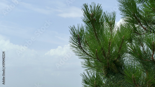 Branch of a pine tree with pine cones and the clouds in the background