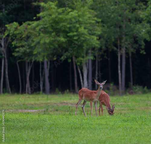 Whitetail deer grazing on a field