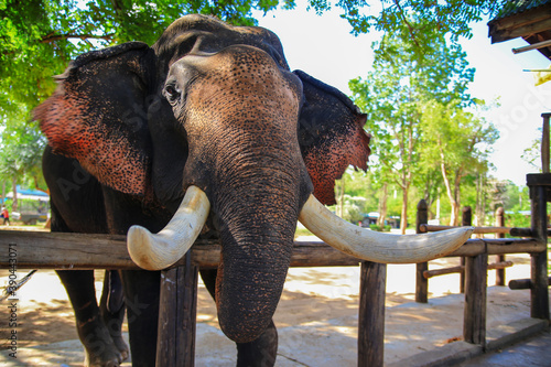 Photography Asian elephants in the elephant park