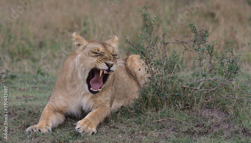 lion yawning and showing sharp teeth in the wild while lying down in the masai mara kenya 