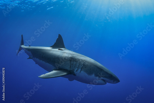 Great white shark at Guadalupe Island © Xavier