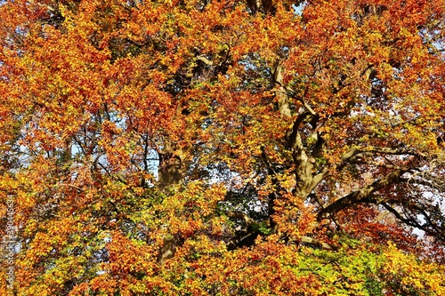 Herbstlich bunter Baum
