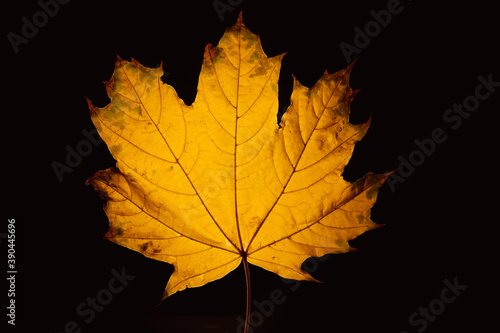 Maple autumn leaf in backlight. Dark background. Close-up