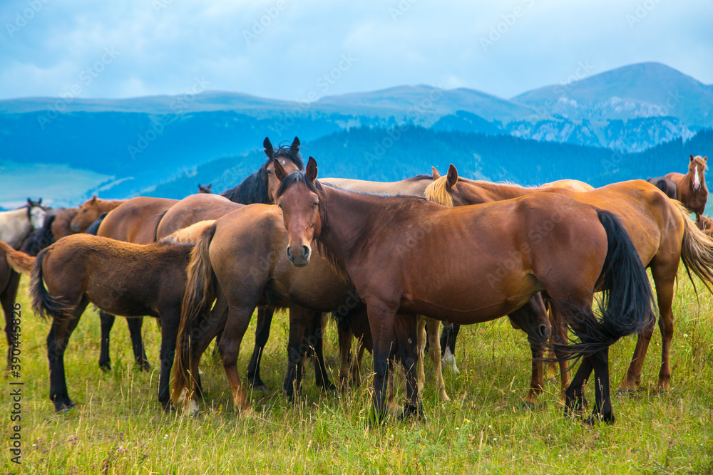 Herd of horses in the mountains of Kazakhstan Herd of horses in the mountains of Kazakhstan