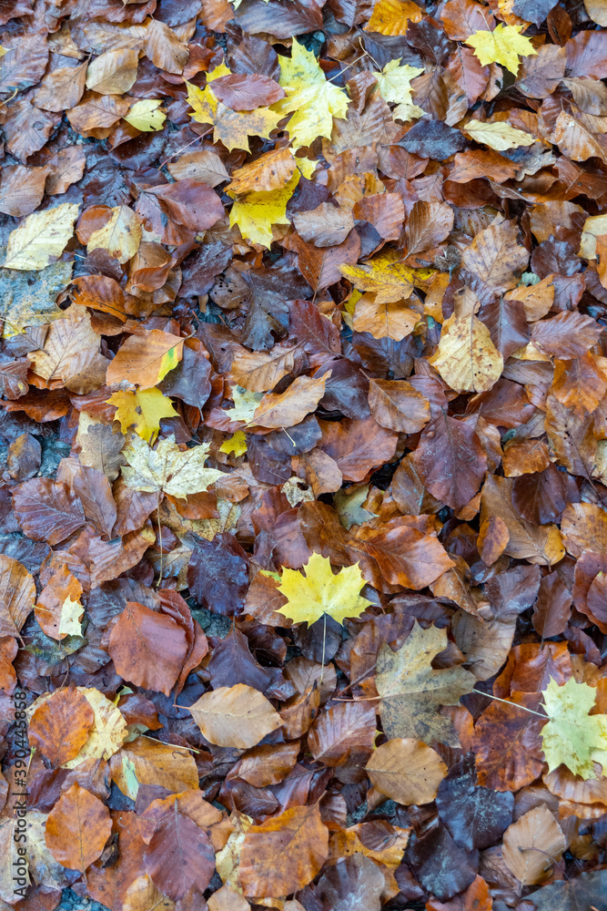 Nasses, gelbes und braunes Herbstlaub Nasses, gelbes und braunes Herbstlaub