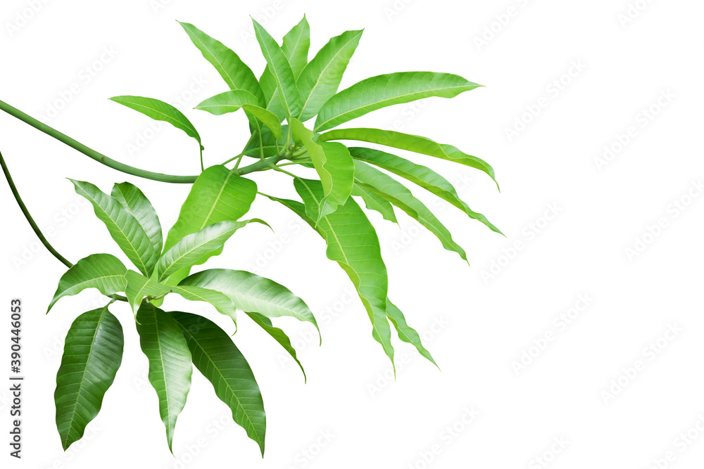 Mango Green Leaves with Branches Isolated on White Background Mango Green Leaves with Branches Isolated on White Background