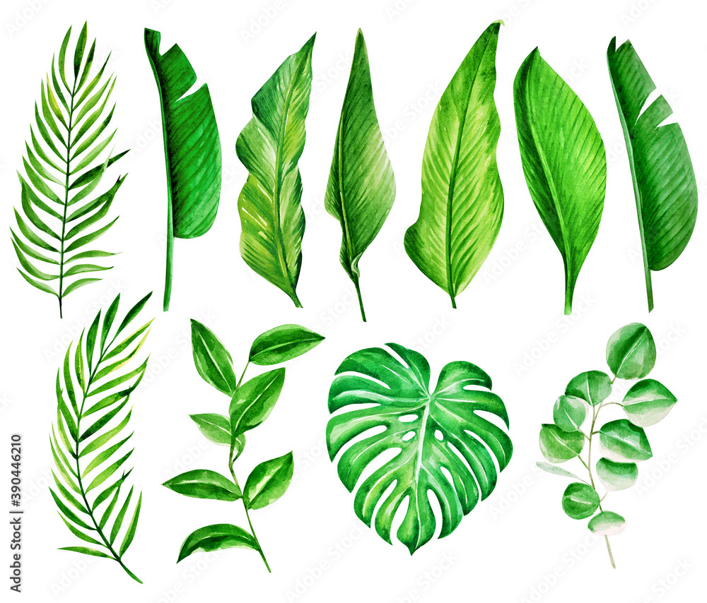 set of tropical leaves. watercolor illustration