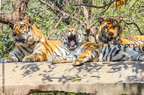 A young Tiger cub yawning, Indian Tiger family sitting on rooftop in jungle and looking for hunt or prey,Indian national animal Tiger Family in zoo park background Image 