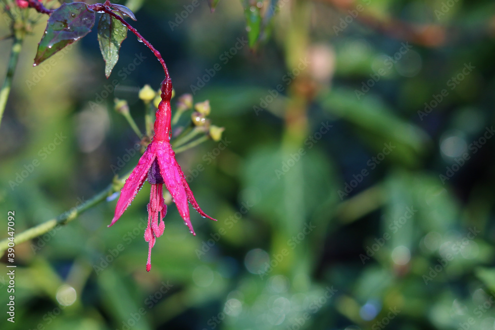 Single fuchsia flower with morning dew and soft green background with copy space Single fuchsia flower with morning dew and soft green background with copy space