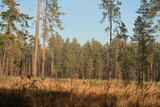 Pine forest with the trees