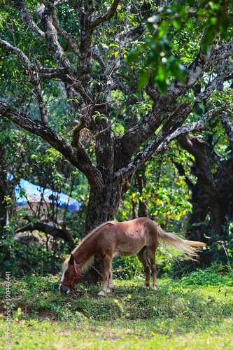 Horse in the woods. State Of Goa. India. November 2020 © Mike Uteshev