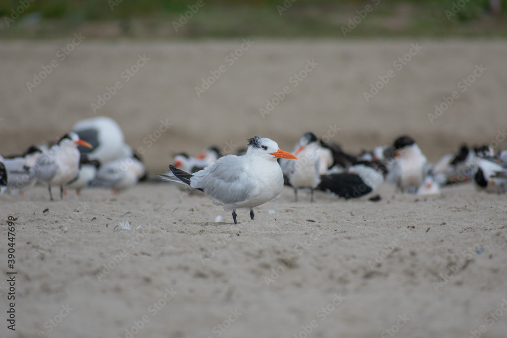 Obraz premium Black Skimmer