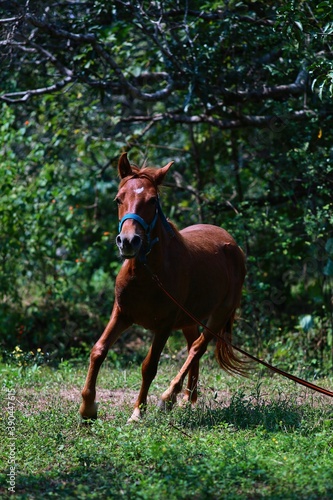 Horse in the woods. State Of Goa. India. November 2020