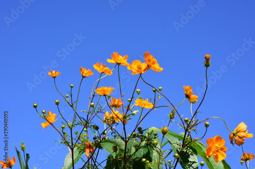 yellow flowers against blue sky © Spiderpoison