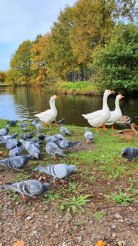 Fototapeta premium ducks on the lake