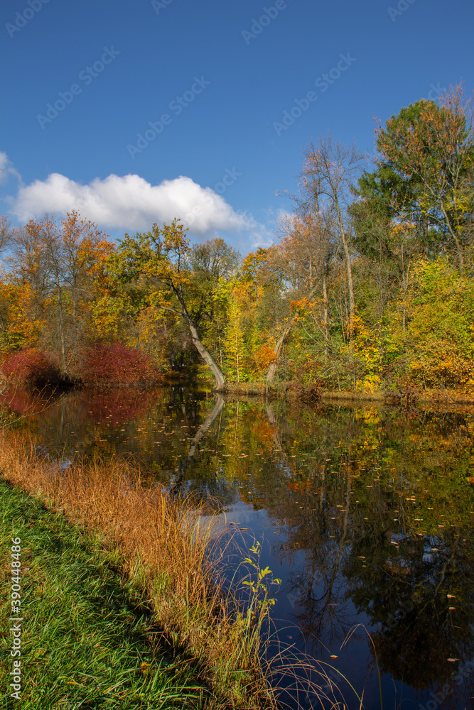 forest pond surrounded by autumn trees