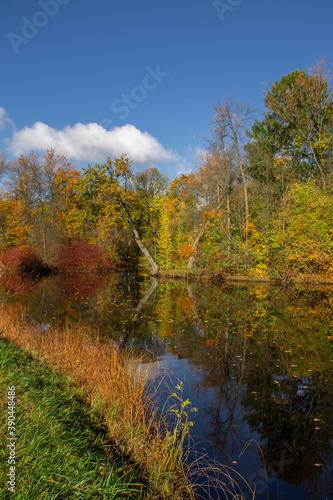 forest pond surrounded by autumn trees