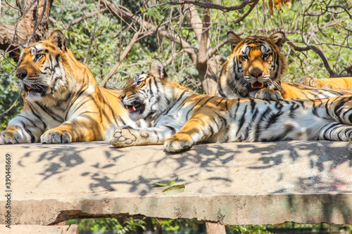Fototapeta Naklejka Na Ścianę i Meble -  A family of Bengal tigers resting on concrete rooftop in big cage in zoo park in Indore, Indian national animal Tiger Family in zoo park background Image  