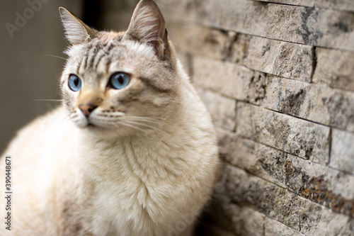 gato ojos azules raza tabby point photo