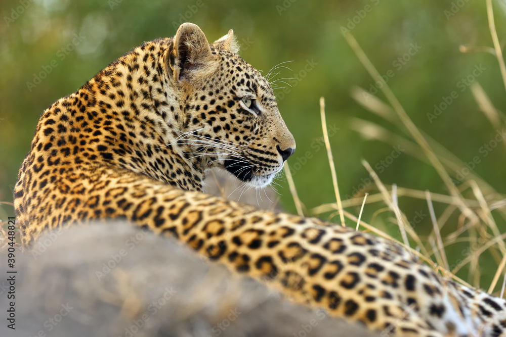 The African leopard (Panthera pardus), young female lying on termite The African leopard (Panthera pardus), young female lying on termite