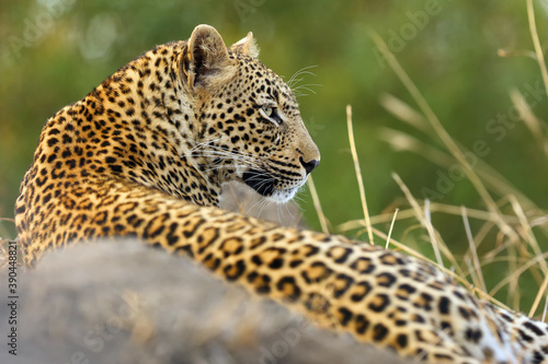 The African leopard (Panthera pardus), young female lying on termite photo