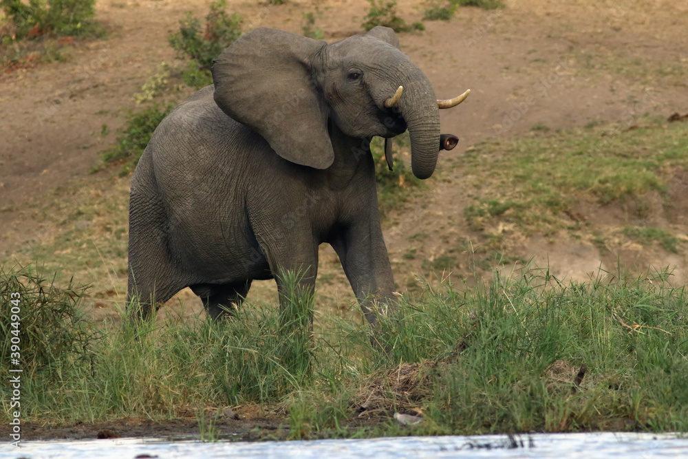 Obraz premium Angry young elephant (Loxodonta africana) on the bank of dam with rised head and trunk in reeds
