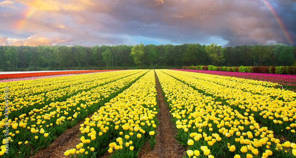 Dutch yellow and violet tulip fields in sunny day