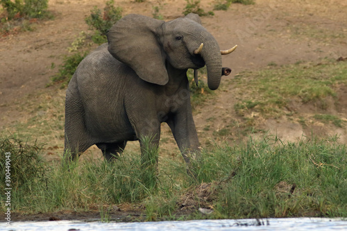Angry young elephant  Loxodonta africana  on the bank of dam with rised head and trunk in reeds