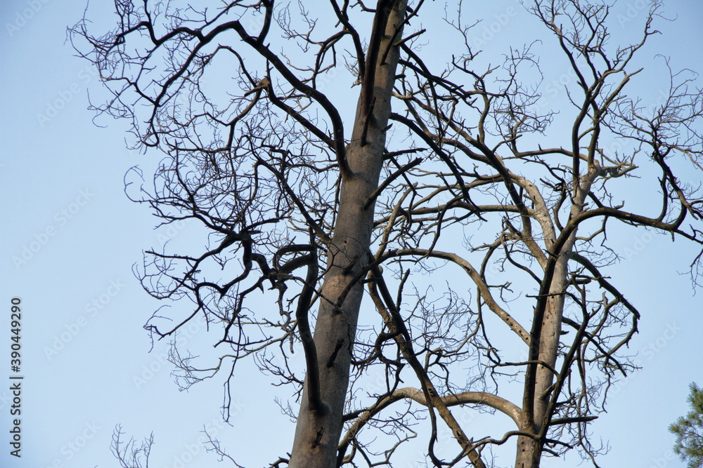 Obraz premium Dry trees against the sky