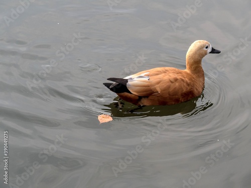 Red duck ogar swims in a pond in autumn.