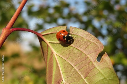 Ladybug on a leaf on blue sky background