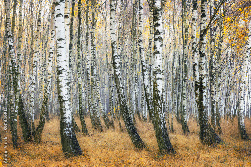 Fototapeta premium Autumn in the birch forest