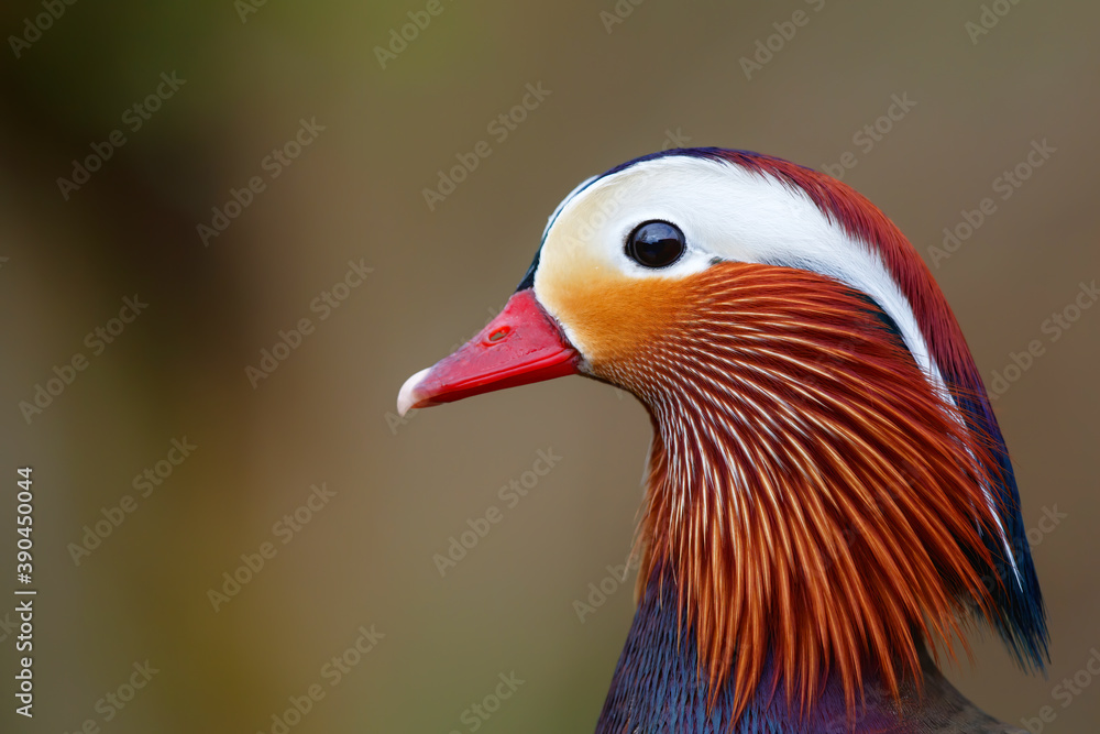 Male mandarin duck (Aix galericulata) portrait with a nice background