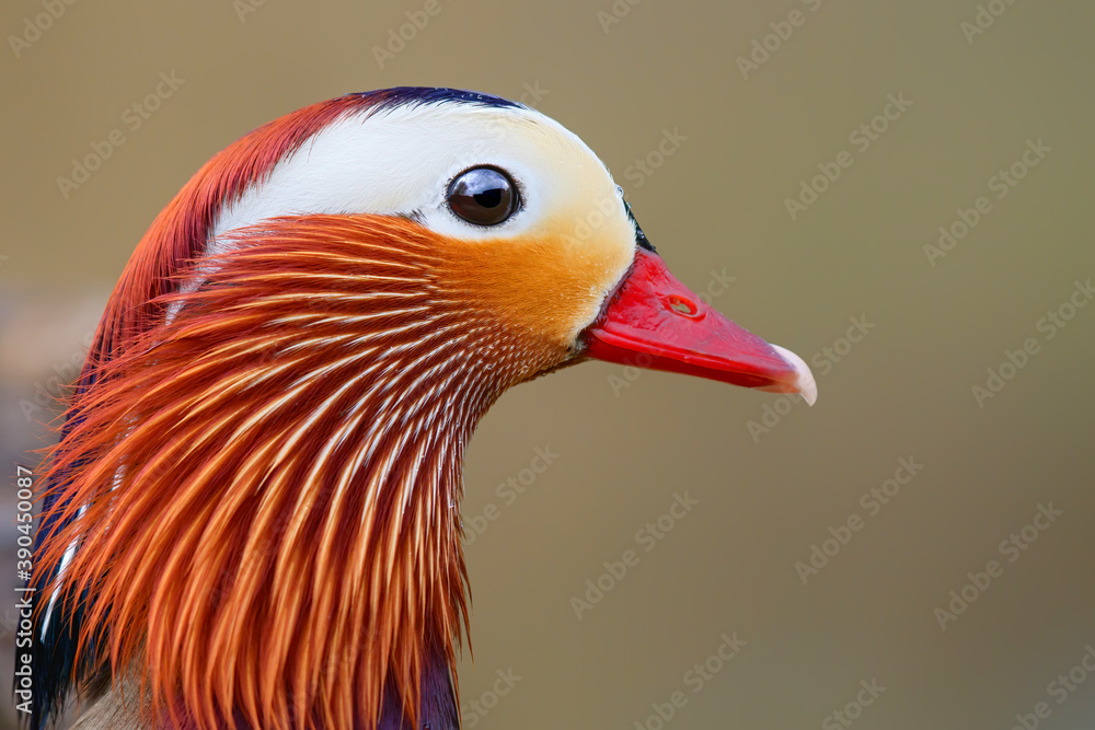 Male mandarin duck (Aix galericulata) portrait with a nice background Male mandarin duck (Aix galericulata) portrait with a nice background