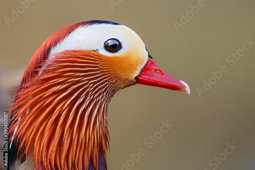 Male mandarin duck (Aix galericulata) portrait with a nice background © henk bogaard