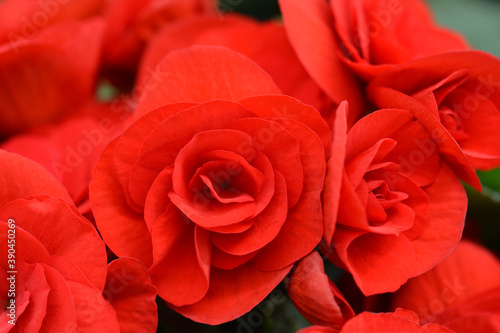 Winter-flowering begonia