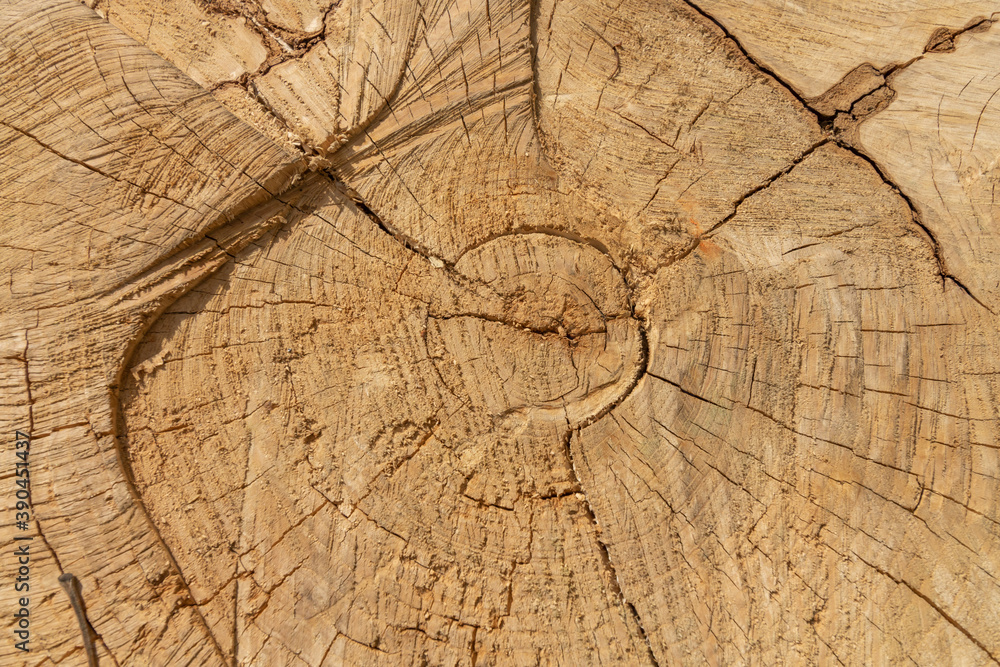 Fototapeta premium The texture of a felled tree. Background image.