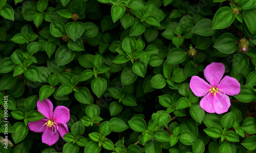 Little flower pink color on the green leaf.
