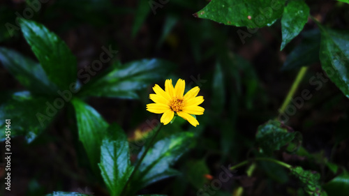 Little flower yellow on the green background.