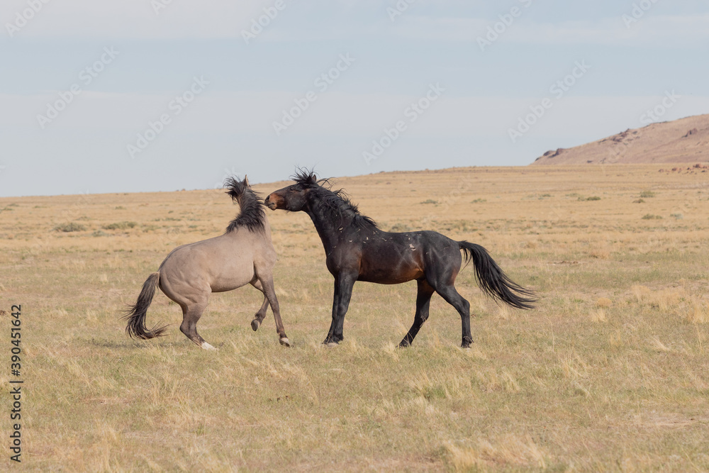 Fototapeta premium Pair of Wild Horse Stallions Fighting in Utah