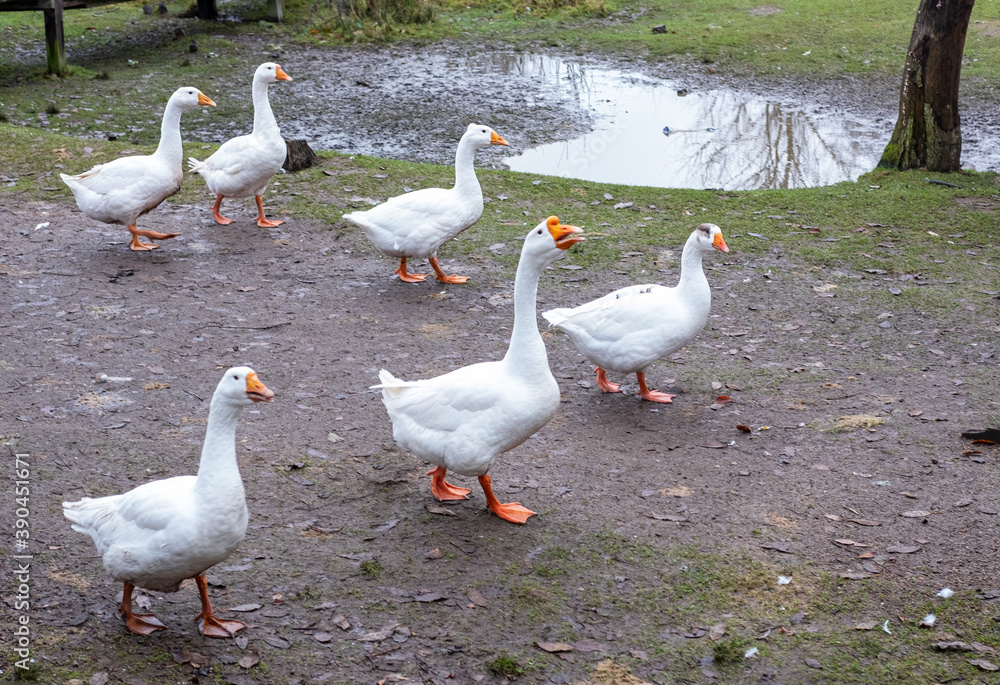 White domestic geese walk on the ground in the village White domestic geese walk on the ground in the village
