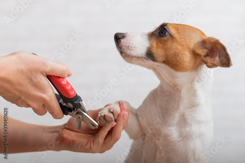 Bilde på lerret A woman cuts her claws on a Jack Russell Terrier