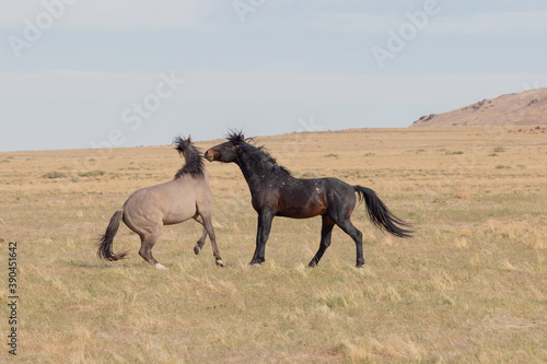 Pair of Wild Horse Stallions Fighting in Utah