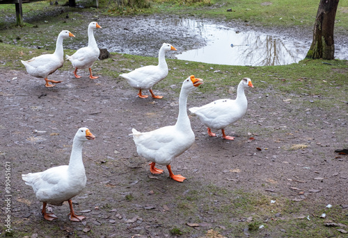 White domestic geese walk on the ground in the village © Tatiana