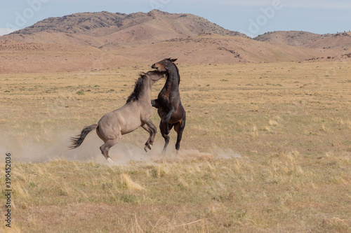 Pair of Wild Horse Stallions Fighting in Utah © natureguy