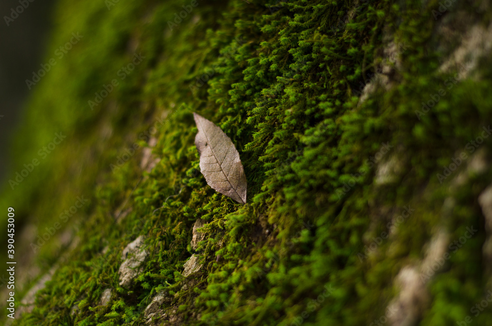 moss on stone