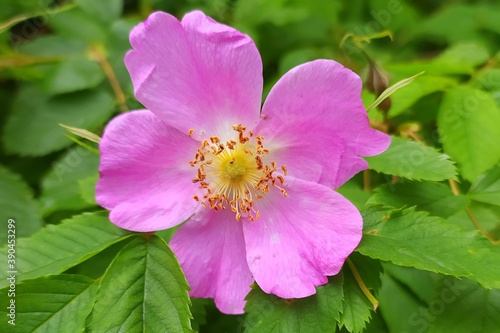 Pink bright rosehip flower on a background of green leaves