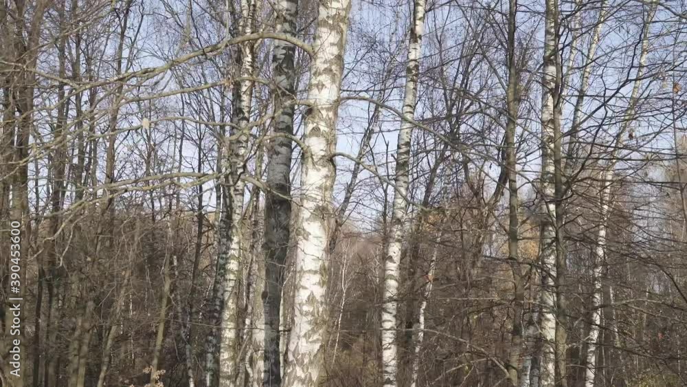 Tops of white birches in autumn Tops of white birches in autumn