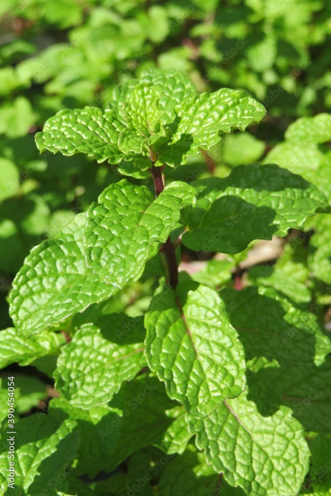 Green Melissa leaves in the garden, closeup Green Melissa leaves in the garden, closeup