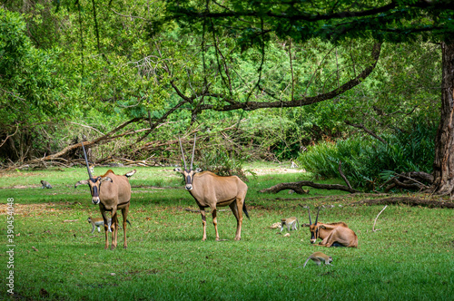 Antelopes under the trees